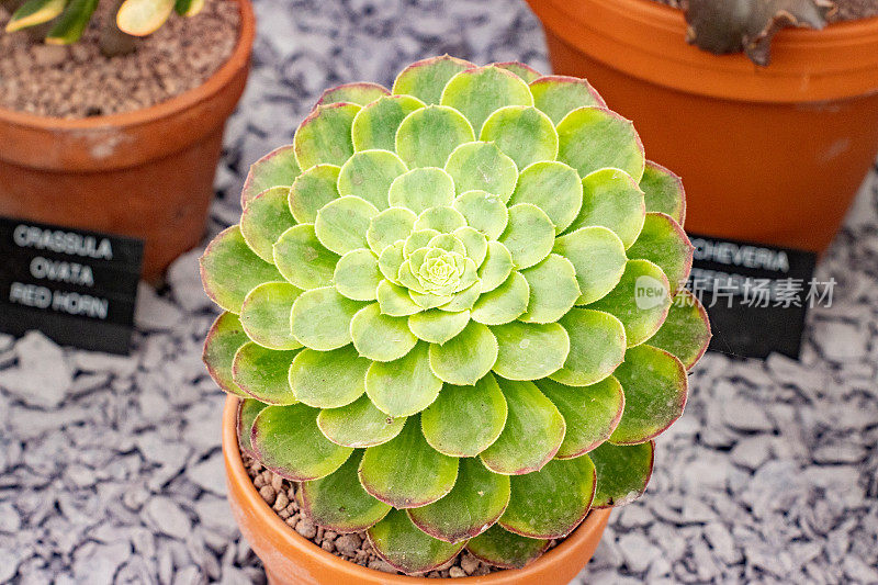 英国伦敦的Aeonium Fiesta